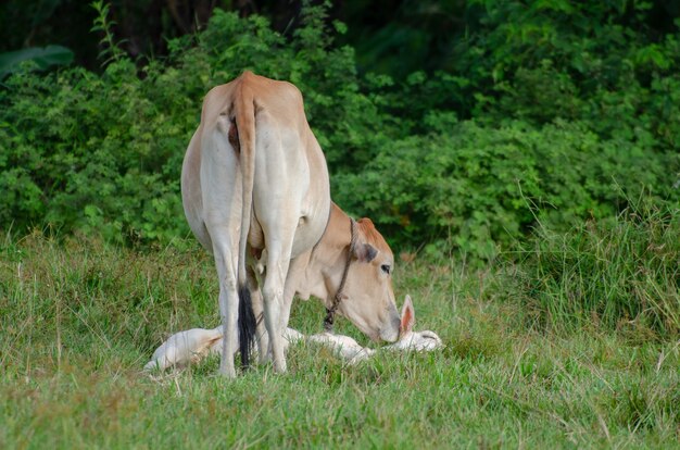 Gros plan d'une vache embrassant un bétail, sur un champ pendant la journée