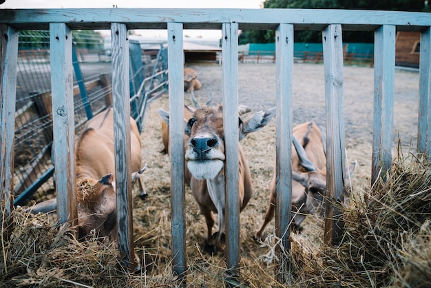 Photo gratuite gros plan, vache, pâturage, foin, dans, grange