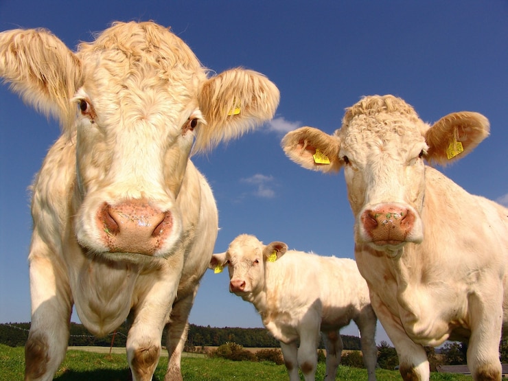 Photo gratuit gros plan de vaches blanches paissant dans les champs