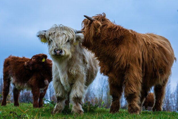 Gros plan sur des vaches écossaises des Highlands dans un green fie