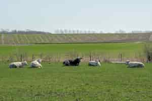 Photo gratuite gros plan de vaches fice au repos dans un champ vert avec des champs et des arbres