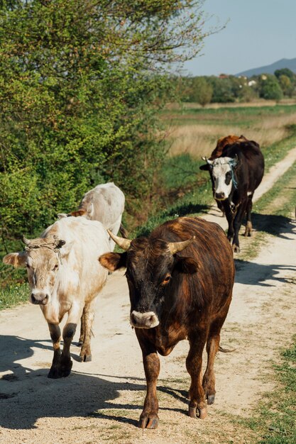 Gros plan des vaches marchant sur un chemin de terre