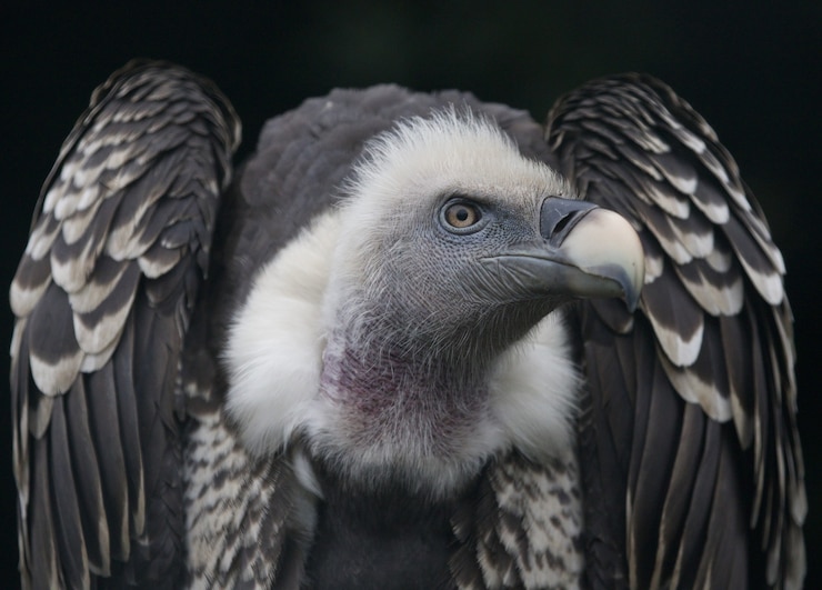 Photo gratuit gros plan d'un vautour fauve, un oiseau de proie