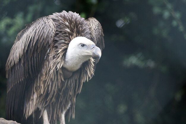 Gros plan d'un vautour fauve