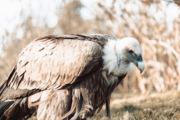 Gros plan d'un vautour sur le terrain avec des tons sépia