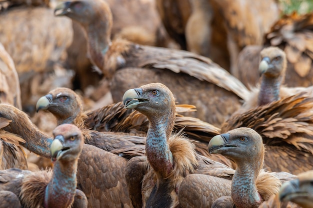 Gros plan de vautours fauves, deuxième plus grand oiseau d'Europe