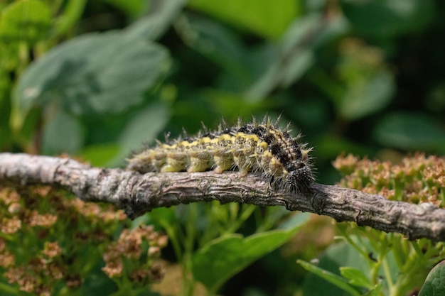 Gros plan d'un ver sur une branche d'arbre avec un flou