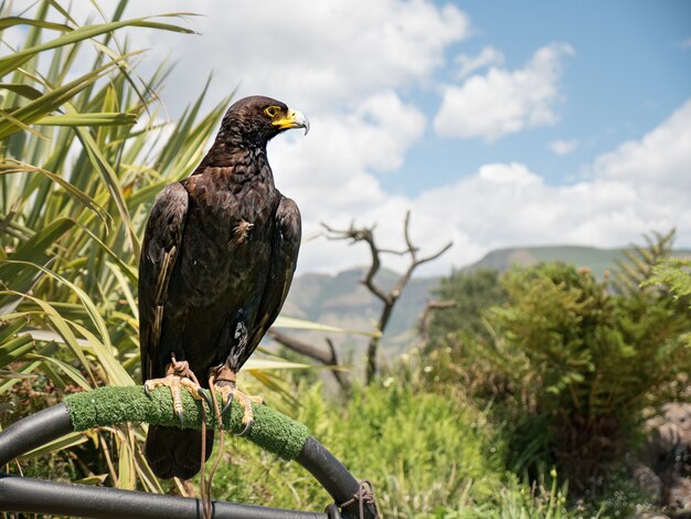 Gros plan de verraux aigle noir debout sur une barre d'acier