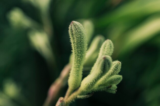 Gros plan, vert, bourgeons, arbre