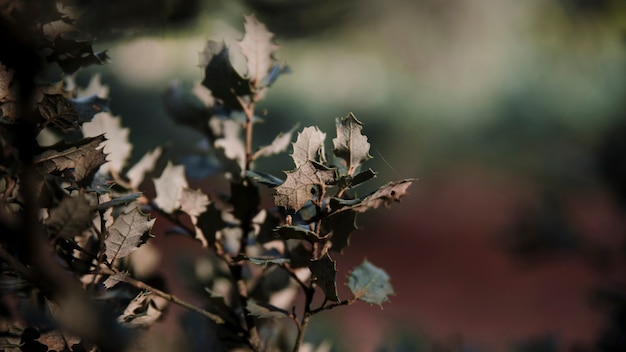 Gros plan, vert, feuilles, croissant, plante