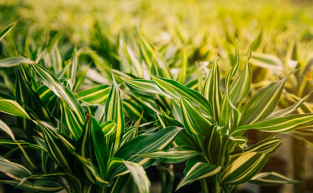 Gros plan, vert, feuilles, soleil