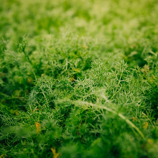 Gros plan, vert, feuilles, toile de fond, jardin