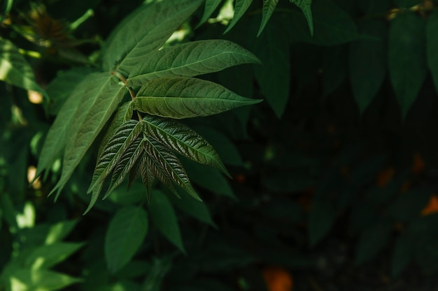 Gros plan, de, vert, feuilles