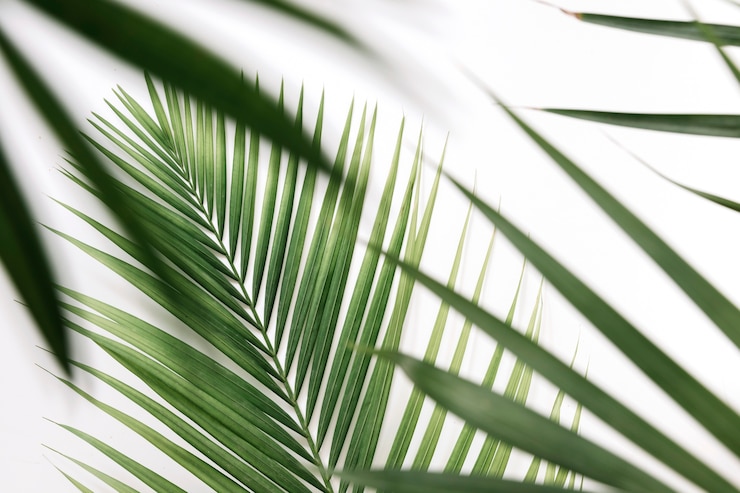Photo gratuit gros plan, vert, paume, feuilles