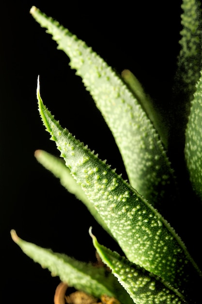 Gros plan, de, vert, plante succuletn, feuilles