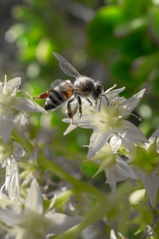 Gros plan vertical d'une abeille assise sur une fleur blanche pendant la journée