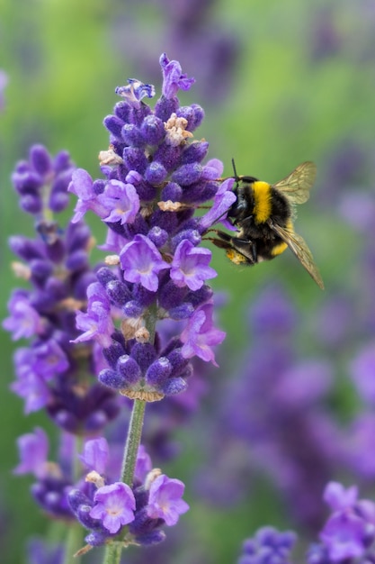 Gros plan vertical d'une abeille sur une fleur de lavande avec de la verdure sur l'arrière-plan