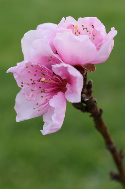Gros plan vertical d'une belle fleur de cerisier aux pétales roses