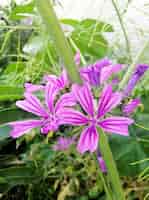 Photo gratuite gros plan vertical de la belle fleur de malva sylvestris qui fleurit dans le jardin