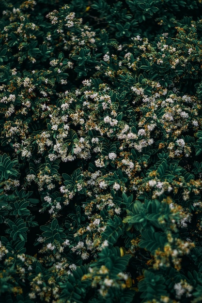 Gros plan vertical de belles daphnes mignonnes poussant au milieu d'une forêt