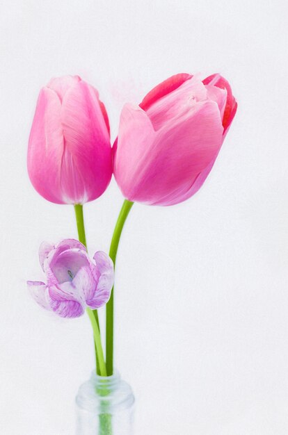 Gros plan vertical de belles tulipes roses sur fond blanc