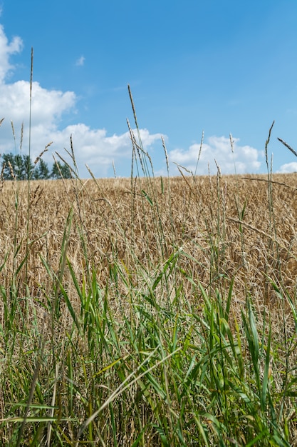 Gros plan vertical de branches d'herbe douce dans le domaine