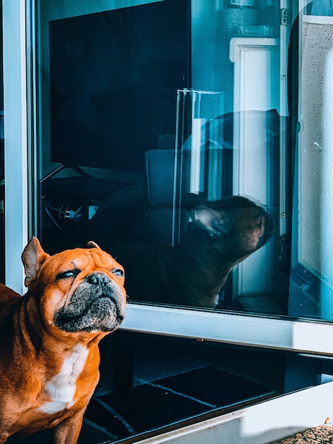 Photo gratuite gros plan vertical d'un bulldog brun regardant par la fenêtre