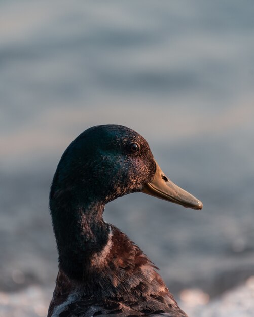 Gros plan vertical d'un canard