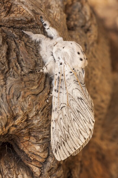 Gros plan vertical d'un cerura erminea sur une écorce d'arbre sous la lumière du soleil avec un arrière-plan flou