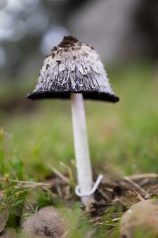 Gros plan vertical d'un champignon poussant dans un pré