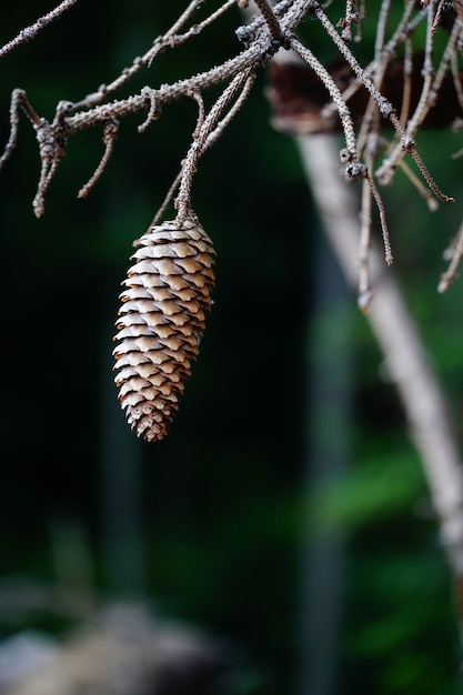 Gros plan vertical de la dernière pomme de pin debout sur la branche