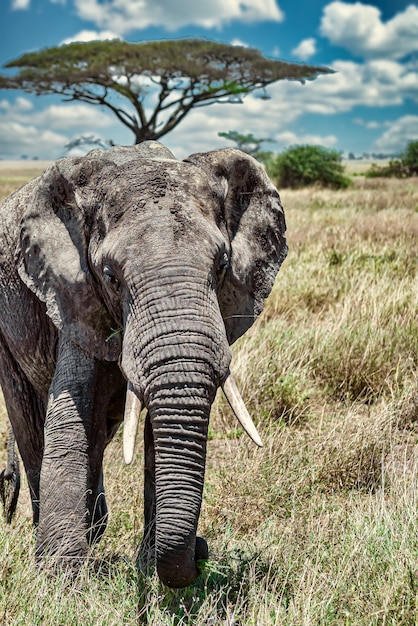 Gros plan vertical d'un éléphant marchant sur l'herbe sèche dans le désert