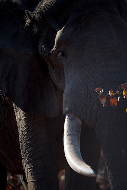 Gros plan vertical d'un énorme éléphant d'Afrique