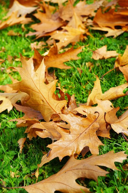 Gros plan vertical de feuilles d'automne sèches tombées sur l'herbe verte