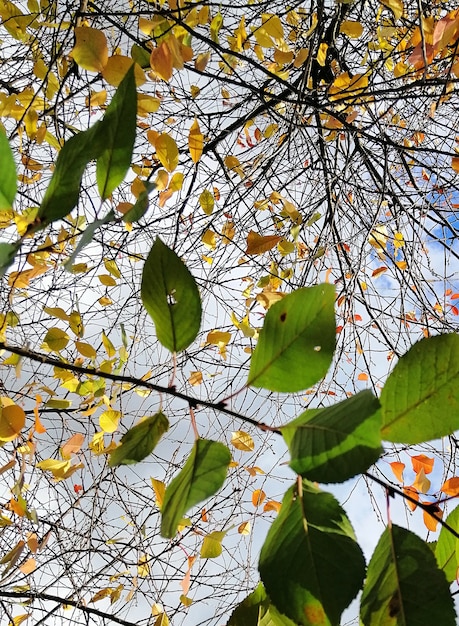 Photo gratuite gros plan vertical de feuilles colorées sur les branches d'arbres sous un ciel nuageux au cours de l'automne en pologne