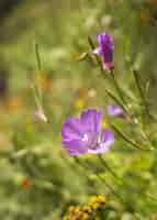 Photo gratuite gros plan vertical sur une fleur d'onagre violet entouré de verdure