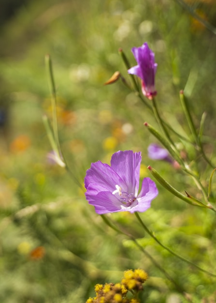 Gros plan vertical sur une fleur d'onagre violet entouré de verdure