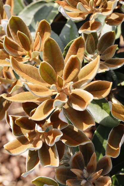 Gros plan vertical de fleurs echeveria