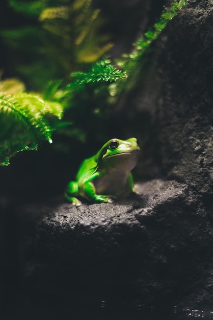 Gros plan vertical d'une grenouille verte sur un rocher au zoo