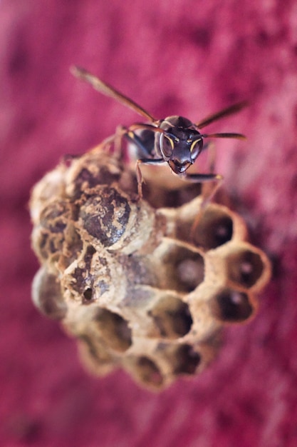 Gros plan vertical d'un insecte sur une plante de couleur rose