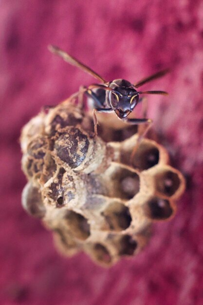 Gros plan vertical d'un insecte sur une plante de couleur rose