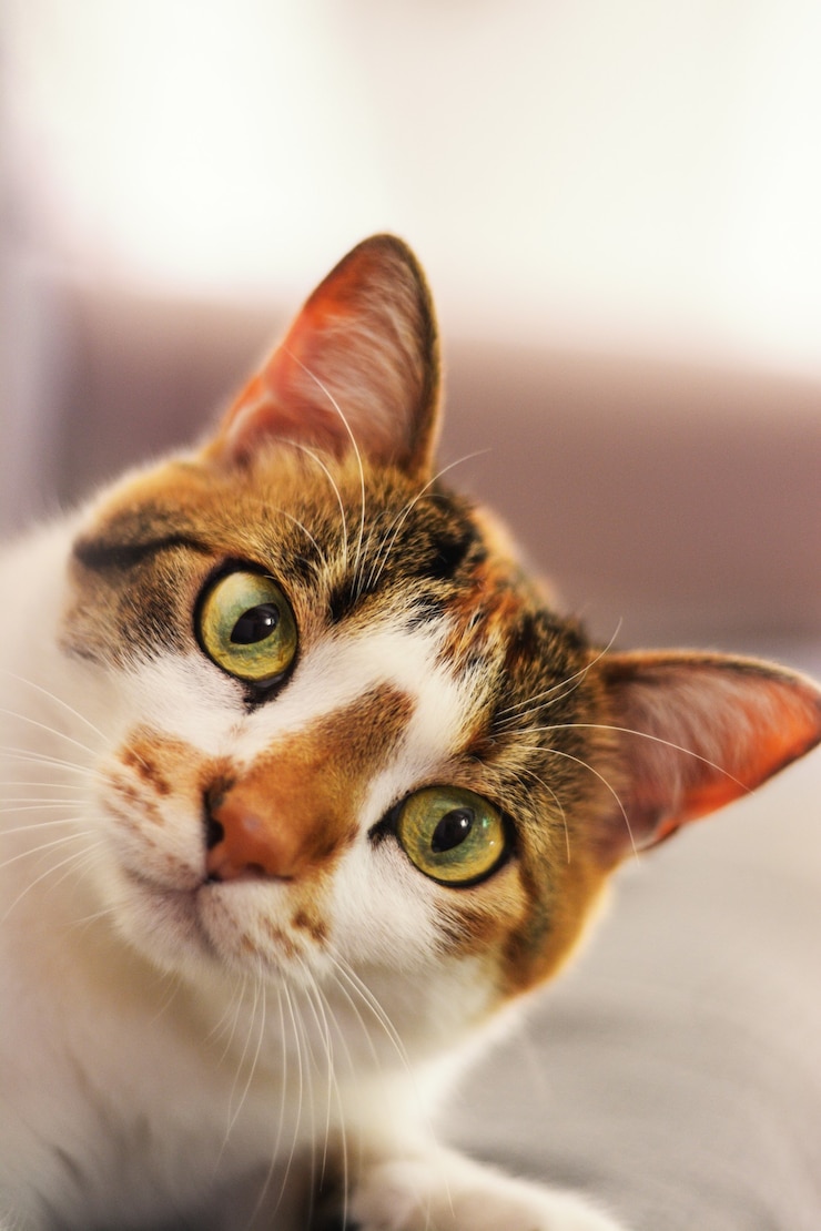 Photo gratuit gros plan vertical d'un joli chat européen à poil court