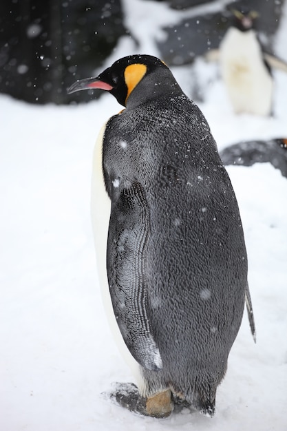 Gros plan vertical d'un manchot royal debout sur le sol couvert de neige