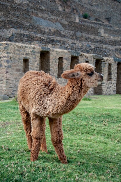 Gros plan vertical d'un mignon lama brun moelleux debout dans l'herbe