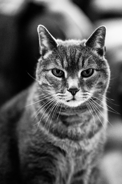 Gros plan vertical en niveaux de gris d'un chat domestique moelleux assis sur le sol