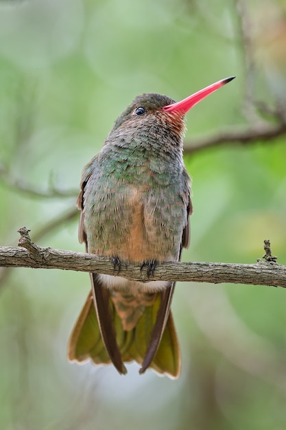 Photo gratuite gros plan vertical d'un oiseau exotique sur une branche d'arbre