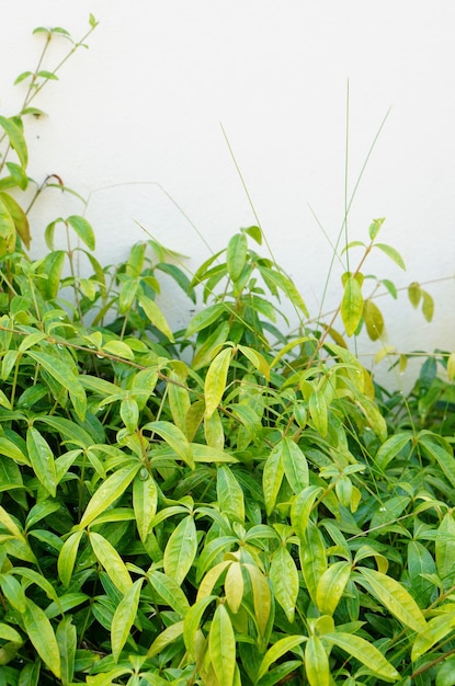 Gros plan vertical d'un petit arbuste à feuilles vertes devant un mur blanc