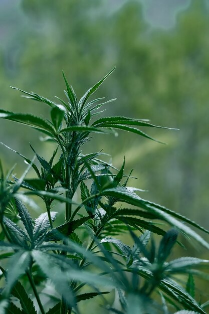 Gros plan vertical d'un plant de cannabis vert