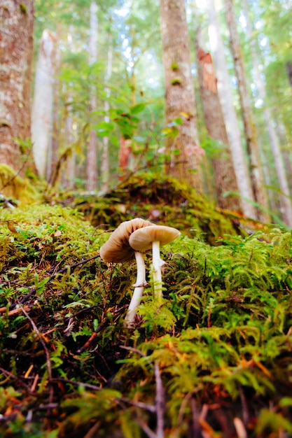 Gros plan vertical sélectif tourné de champignons parmi l'herbe verte dans une forêt