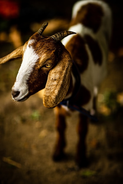 Gros plan vertical de la tête d'une chèvre mignonne